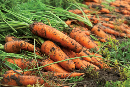 Get An Early Start With Carrots